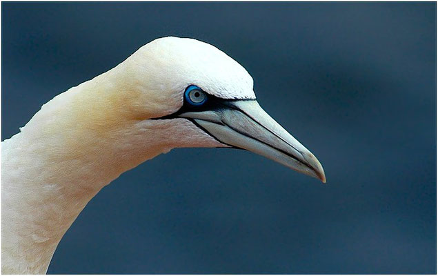BASSTÖLPEL, GANNET, MORUS BASSANUS
