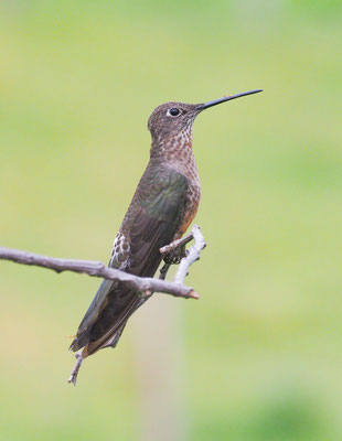 RIESENKOLIBRI, GIANT HUMMINGBIRD - PATAGONA GIGAS