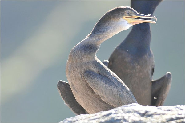 KRÄHENSCHARBE, SHAG, PHALACROCORAX ARISTOTELIS