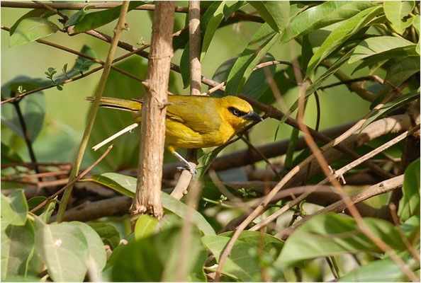 KURZFLÜGELWEBER, BLACK-NECKED WEAVER, PLOCEUS NIGRICOLLIS