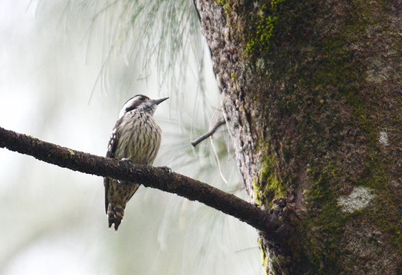 GRAUSCHEITELSPECHT, GREY-CAPPED PYGMY WOODPECKER, DENDROCOPOS CANICAPILLUS 