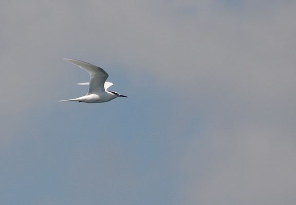 SCHWARZNACKEN-SEESCHWALBE, BLACK-NAPED TERN, STERNA SUMATRANA