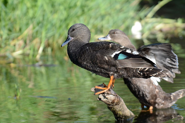 SCHWARZENTE, AFRICAN BLACK DUCK, ANAS SPARSA