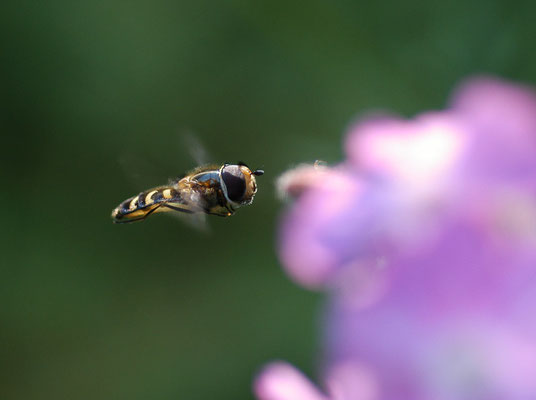 MONDFLECK-FELDSCHWEBFLIEGE, EUPEODES LUNIGER