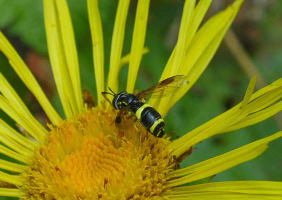 ZWEIBAND-WESPENSCHWEBFLIEGE, CHRYSOTOXUM BICINCTUM