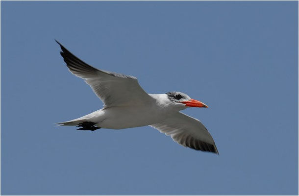 RAUBSEESCHWALBE, CAPIAN TERN, HYDROPROGNE CASPIA