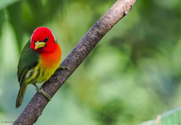 ANDENBARTVOGEL, RED-HEADED BARBET, EUBUCCO BOURCIERII 
