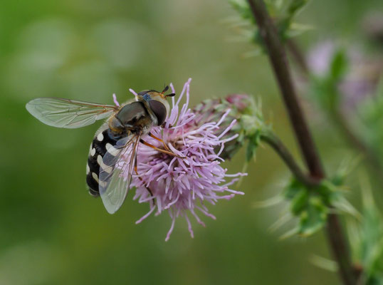 SPÄTE GROSSSTIRNSCHWEBFLIEGE, SCAEVA PYRASTRI