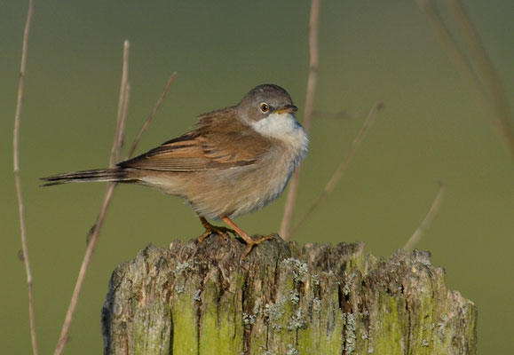 DORNGRASMÜCKE, WHITETHROAT, SYLVIA COMMUNIS
