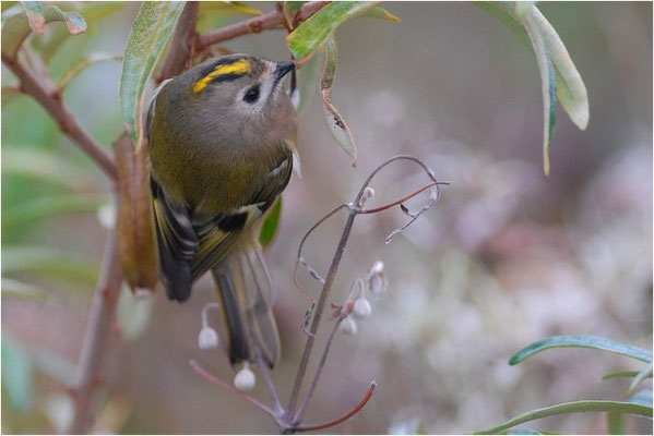 WINTERGOLDHÄHNCHEN, GOLDCREST, REGULUS REGULUS