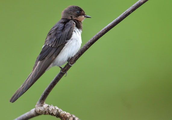 RAUCHSCHWALBE, BARN SWALLOW, HIRUNDO RUSTICA
