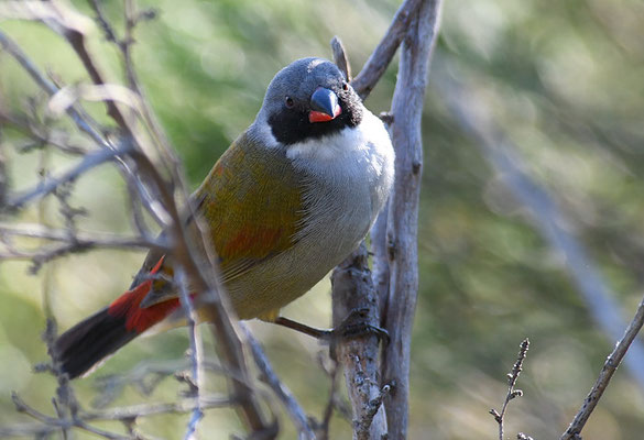 GRÜNASTRILD, SWEE WAXBILL, COCCOPYGIA MELANOTIS