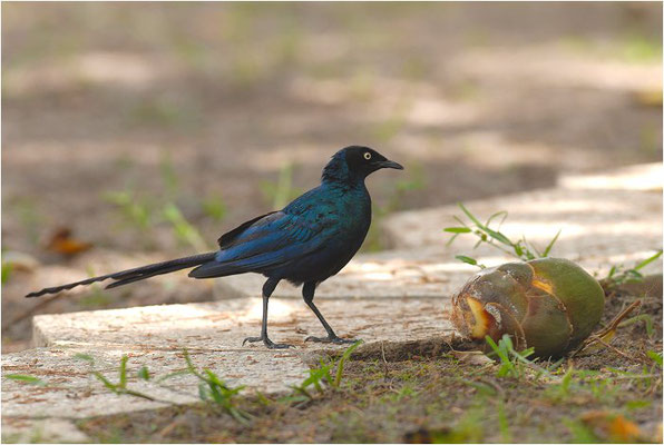 LANGSCHWANZGLANZSTAR, LONG-TAILED GLOSSY STARLING, LAMPROTORNIS CAUDATUS