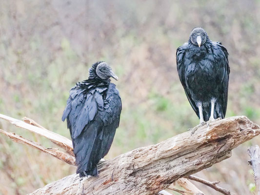 Rabengeier, Black Vulture - Coragyps atratus