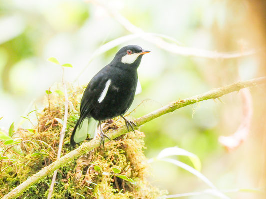 Schwarzklarino, Black Solitaire - Entomodestes coracinus