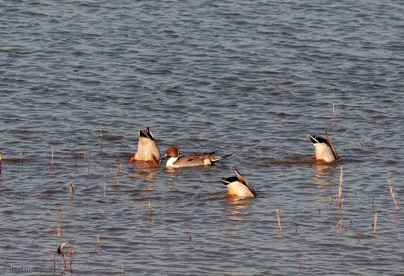 SPIESSENTE, PINTAIL, ANAS ACUTA