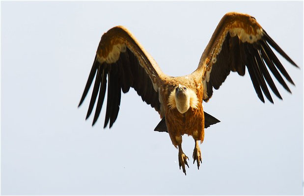 GÄNSEGEIER, GRIFFON VULTURE, GYPS FULVUS