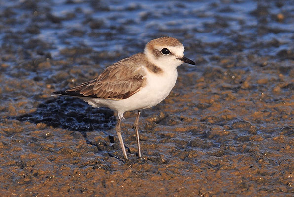 SEEREGENPFEIFER, KENTISH PLOVER, CHARADRIUS ALEXANDRINUS