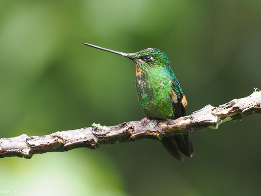 FAHLFLÜGEL-ANDENKOLIBRI, BUFF-WINGED STARFRONTLET - COELIGENA LUTETIAE