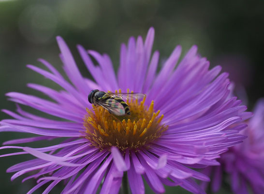 GESTREIFTE WALDSCHWEBFLIEGE, DASYSYRPHUS ALBOSTRIATUS