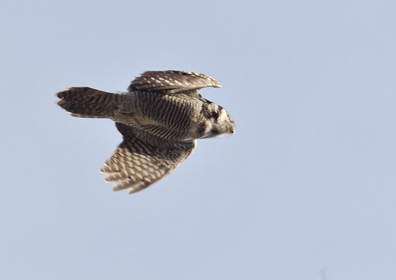 SPERBEREULE, HAWK OWL, SURNIA ULULA