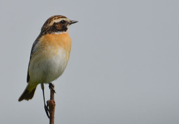 BRAUNKEHLCHEN, WHINCHAT, SAXICOLA RUBETRA