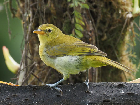 GUIRA-TANGARE, GUIRA TANAGER - HEMITHRAUPIS GUIRA