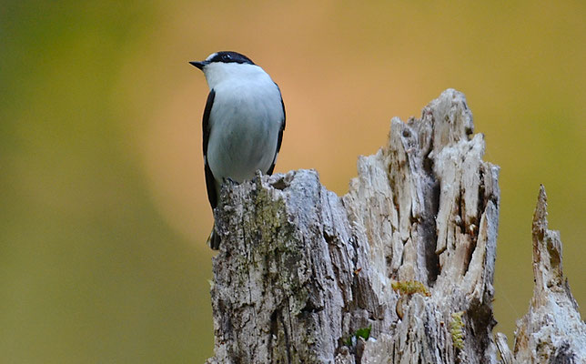 HALSBANDSCHNÄPPER, COLLARED FLYCATCHER, FICEDULA ALBICOLLIS