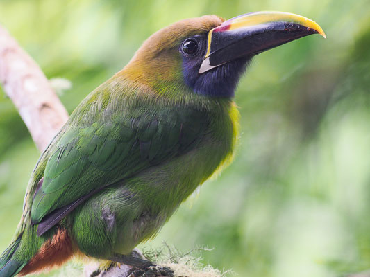 LAUCHARASSARI, EMERALD TOUCANET, AULACORHYNCHUS PRASINUS