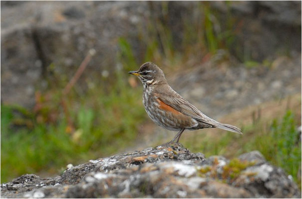 ROTDROSSEL, REDWING, TURDUS ILIACUS
