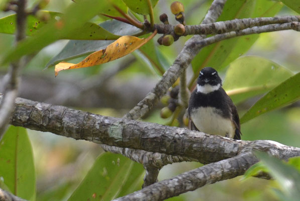 MALAIENFÄCHERSCHWANZ, PIED FANTAIL, RHIPIDURA JAVANICA