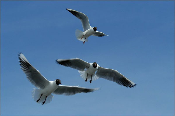 LACHMÖWE, BLACK-HEADED GULL, CHROICOCEPHALUS RIDIBUNDUS