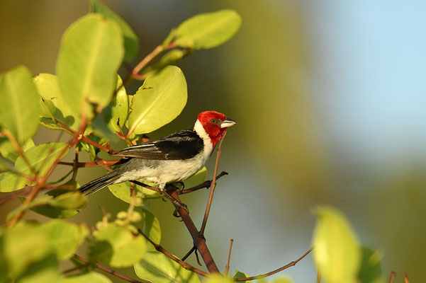 DOMINIKANERKARDINAL, RED-COWLED CARDINAL, PAROARIA DOMINICANA