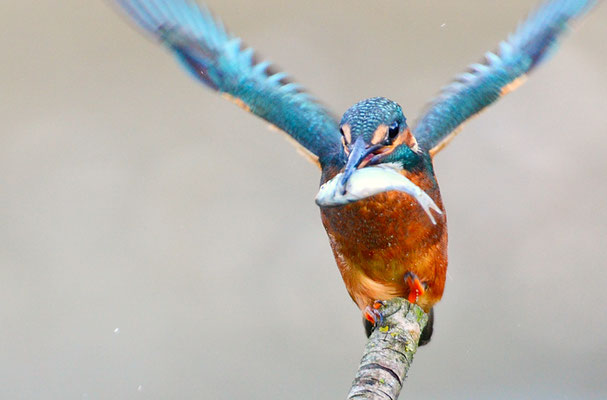 EISVOGEL, COMMON KINGFISHER, ALCEDO ATTHIS
