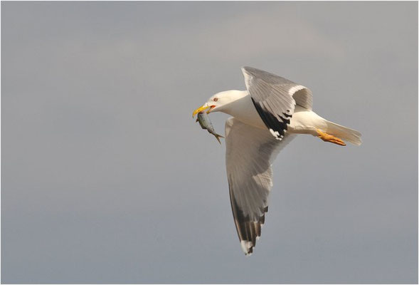 MITTELMEERMÖWE, YELLOW-LEGGED GULL, LARUS MICHAHELLIS