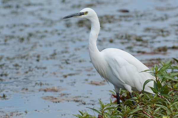 SEIDENREIHER., LITTLE EGRET, EGRETTA GARZETTA