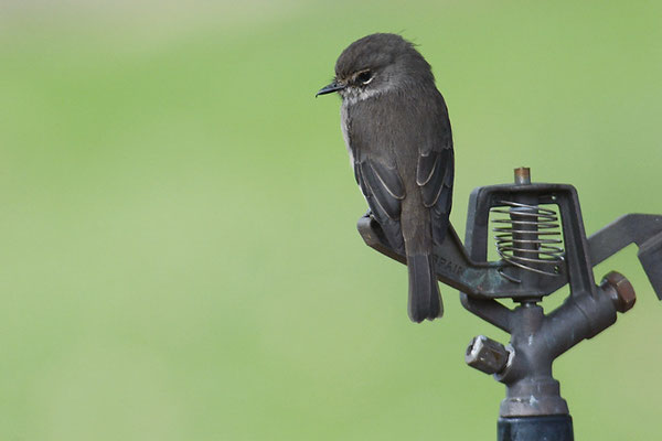 DUNKELSCHNÄPPER, AFRICAN DUSKY FLYCATCHER, MUSCICAPA ADUSTA