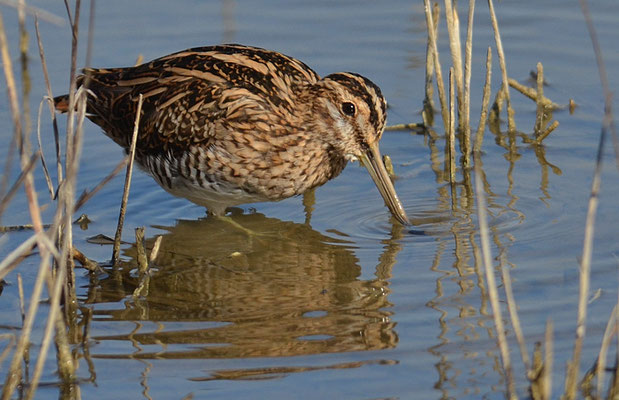 BEKASSINE, COMMON SNIPE, GALLINAGO GALLINAGO