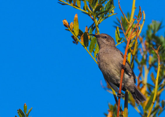 Rußnektarvogel, dusky sunbird - cinnyris fuscus