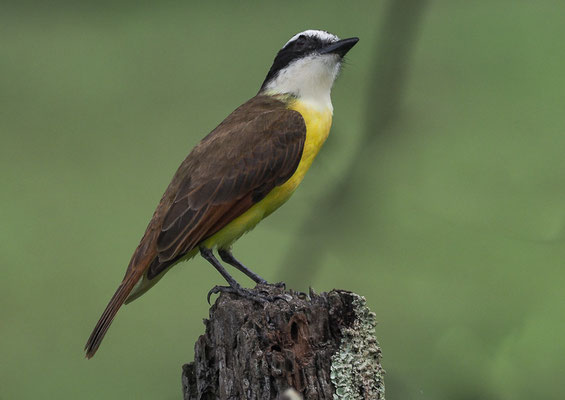 SCHWEFELTYRANN, GREAT KISKADEE, PITANGUS SULPHURATUS