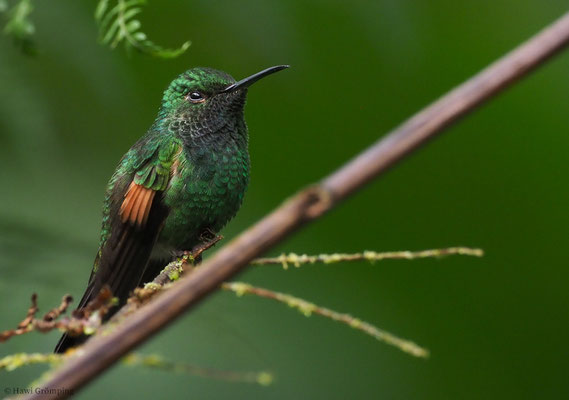 STREIFENSCHWANZKOLIBRI, STRIPE-TAILED HUMMINGBIRD, EUPHERUSA EXIMIA