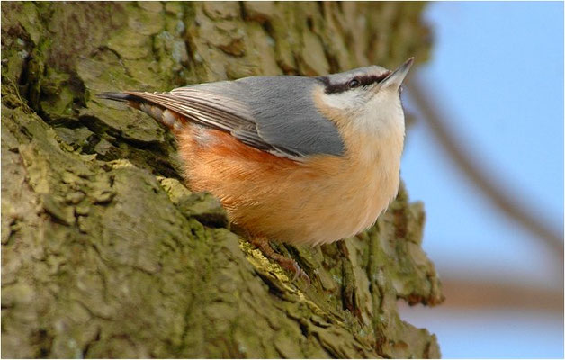 KLEIBER, NUTHATCH, SITTA EUROPAEA