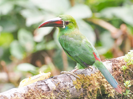 Blutbürzelarassari, Crimson-rumped Toucanet - Aulacorhynchus haematopygus
