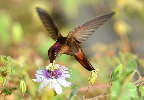 TOPASRUBINKOLIBRI, RUBY-TOPAZ HUMMINGBIRD, CHRYSOLAMPIS MOSQUITUS - CURACAO