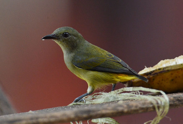 ORANGEBAUCH-MISTELFRESSER, ORANGE-BELLIED  FLOWERPECKER, DICAEUM TRIGONOSTIGMA - THAILAND