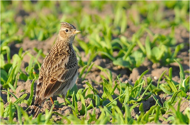 FELDLERCHE, SKYLARK, ALAUDA ARVENSIS