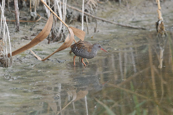 WASSERRALLE, WATER RAIL, RALLUS AQUATICUS