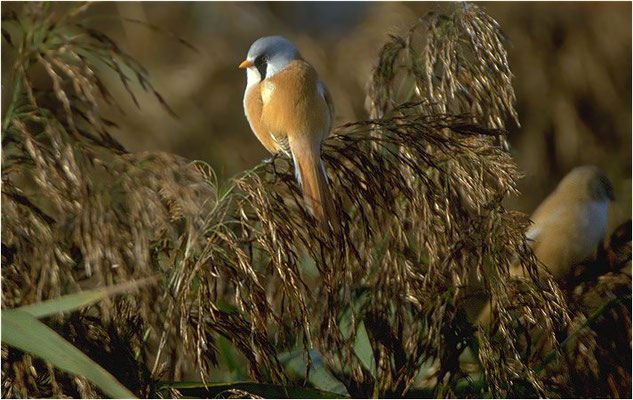 BARTMEISE, BEARDED REEDLING, PANURUS BIARMICUS