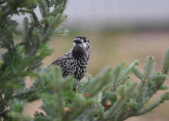 TANNENHÄHER, NUTCRACKER, NUCIFRAGA CARYOCATACTES