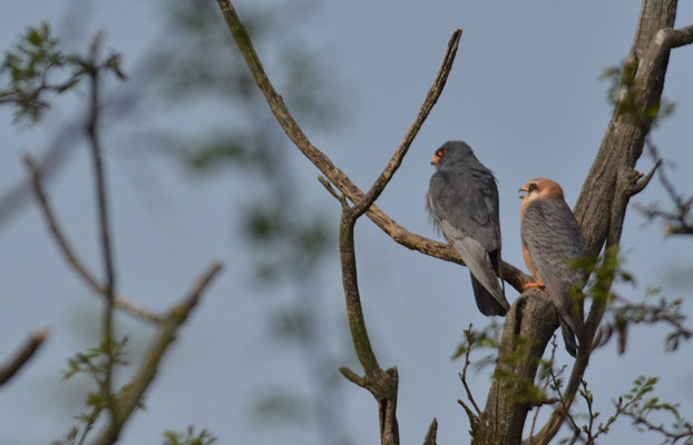 ROTFUSSFALKE, RED-FOOTED FALCON, FALCO VESPERTINUS